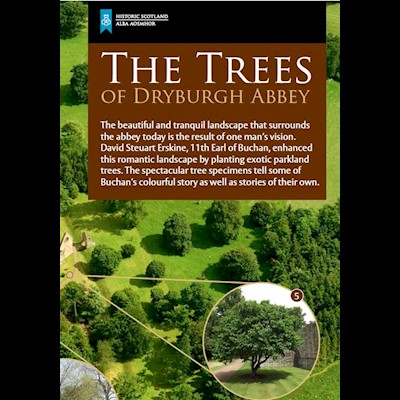 The trees of Dryburgh Abbey
